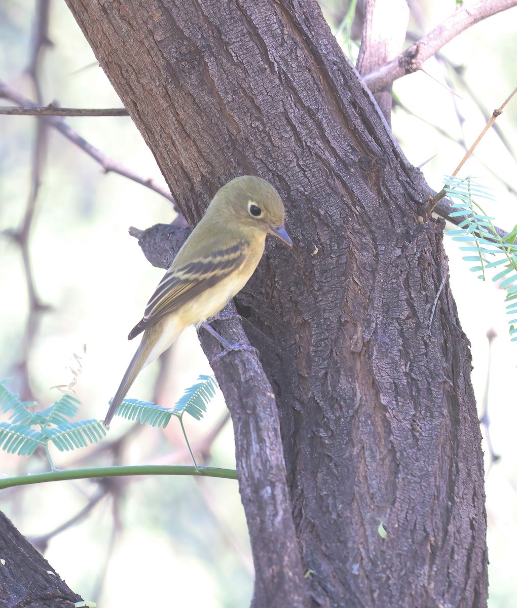 Western Flycatcher - ML623508529