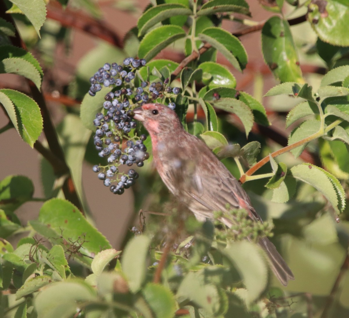 House Finch - ML623508530