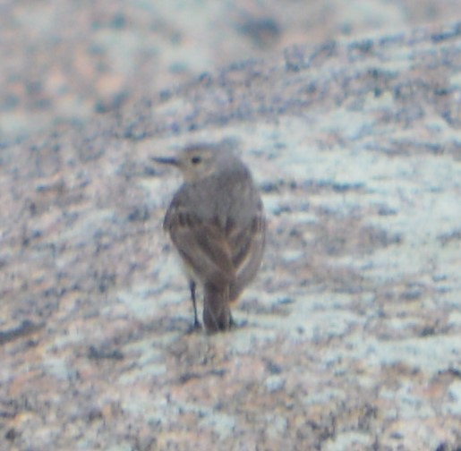 American Pipit - ML623508551