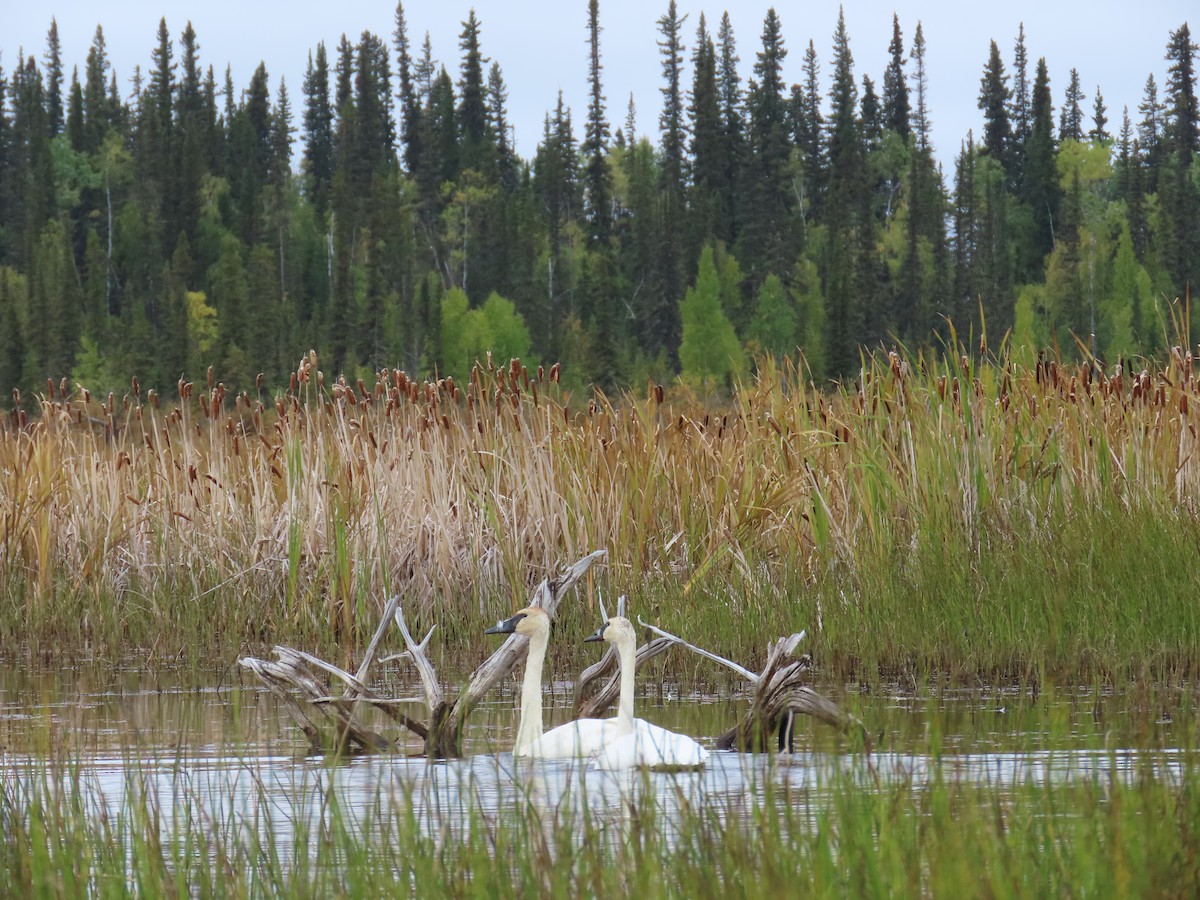 Trumpeter Swan - ML623508561