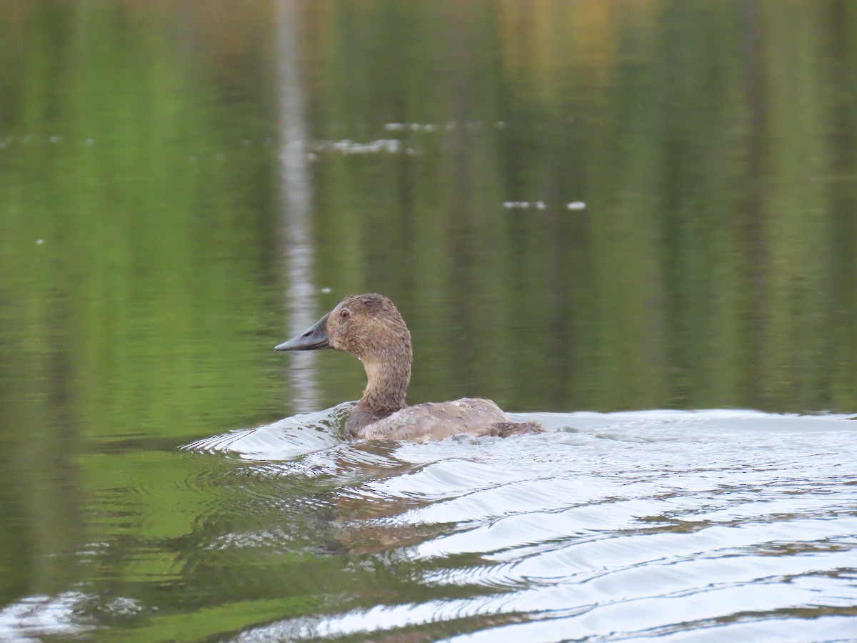 Canvasback - ML623508566