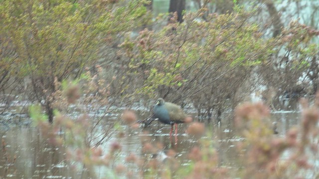 Black-tailed Nativehen - ML623508575