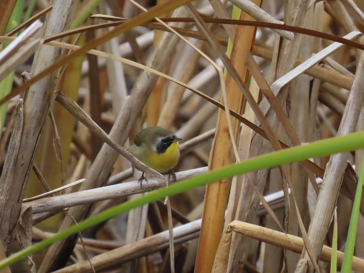 Common Yellowthroat - ML623508587