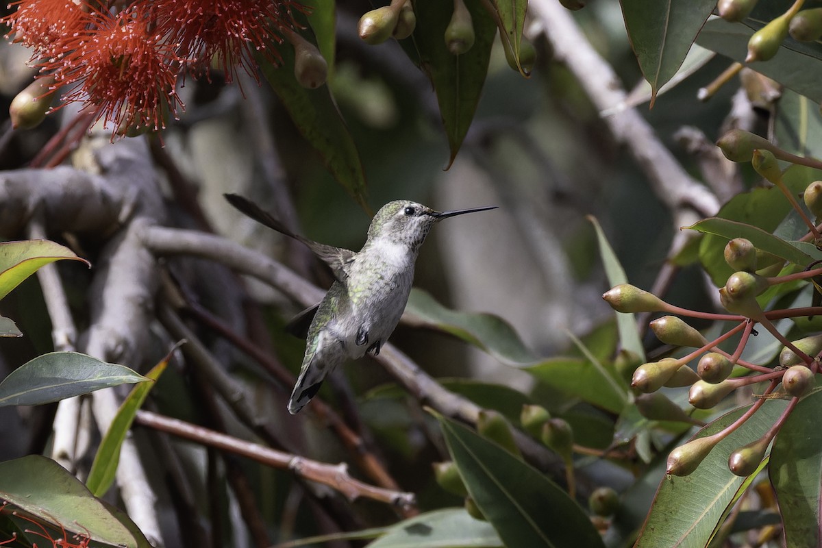 Anna's Hummingbird - ML623508598