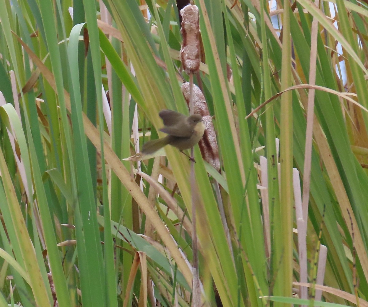 Common Yellowthroat - ML623508608