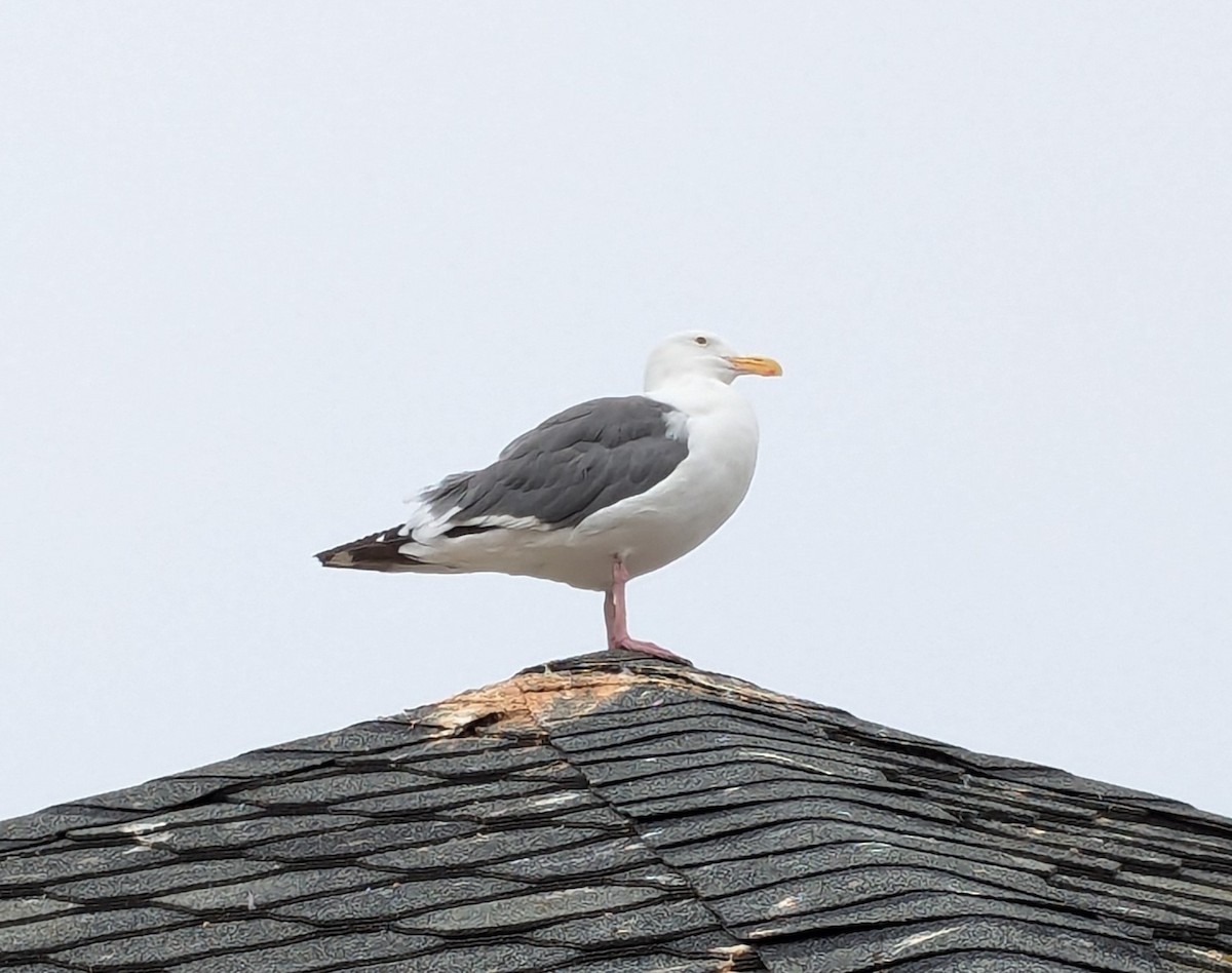 Western Gull - ML623508612