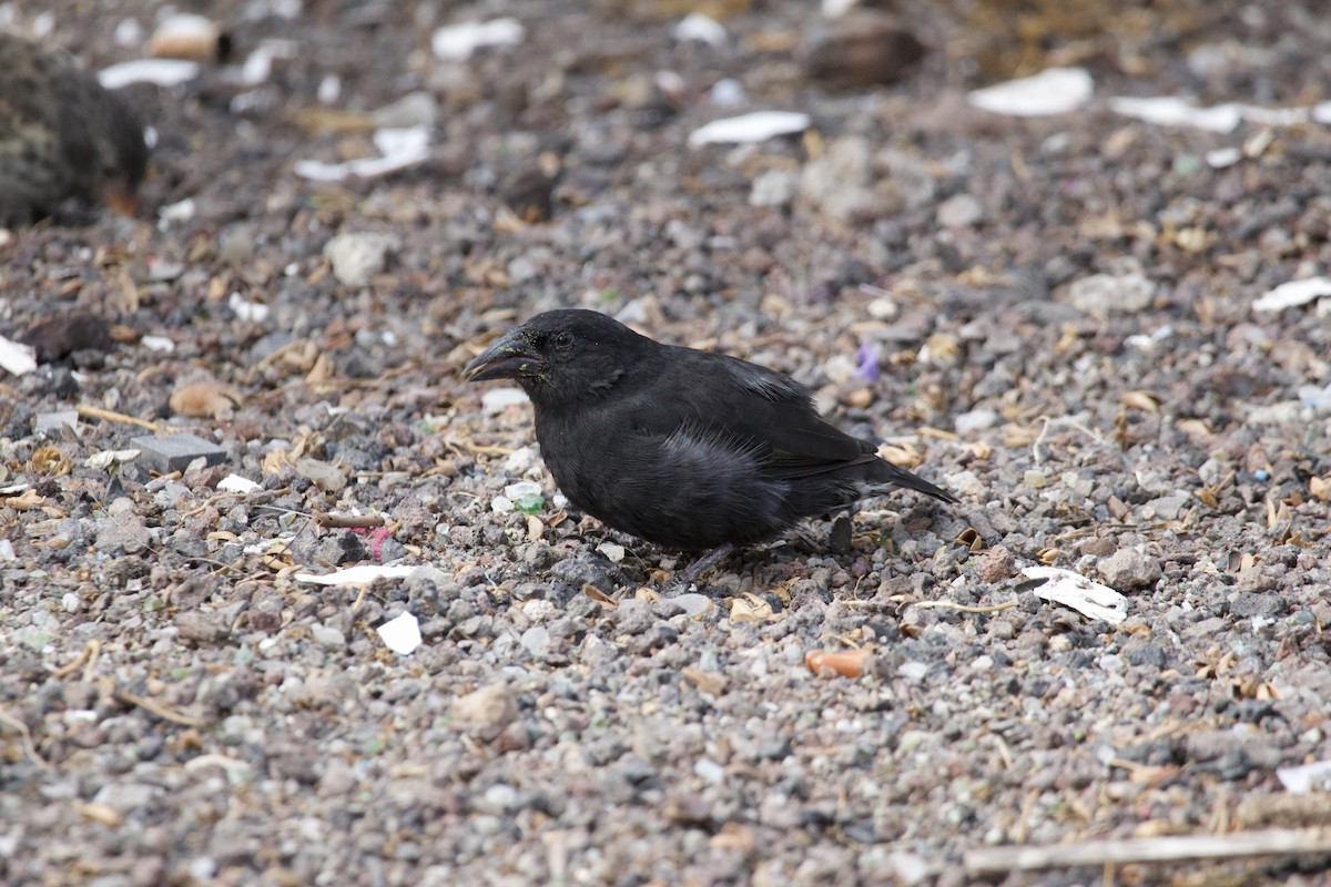 Common Cactus-Finch - ML623508652