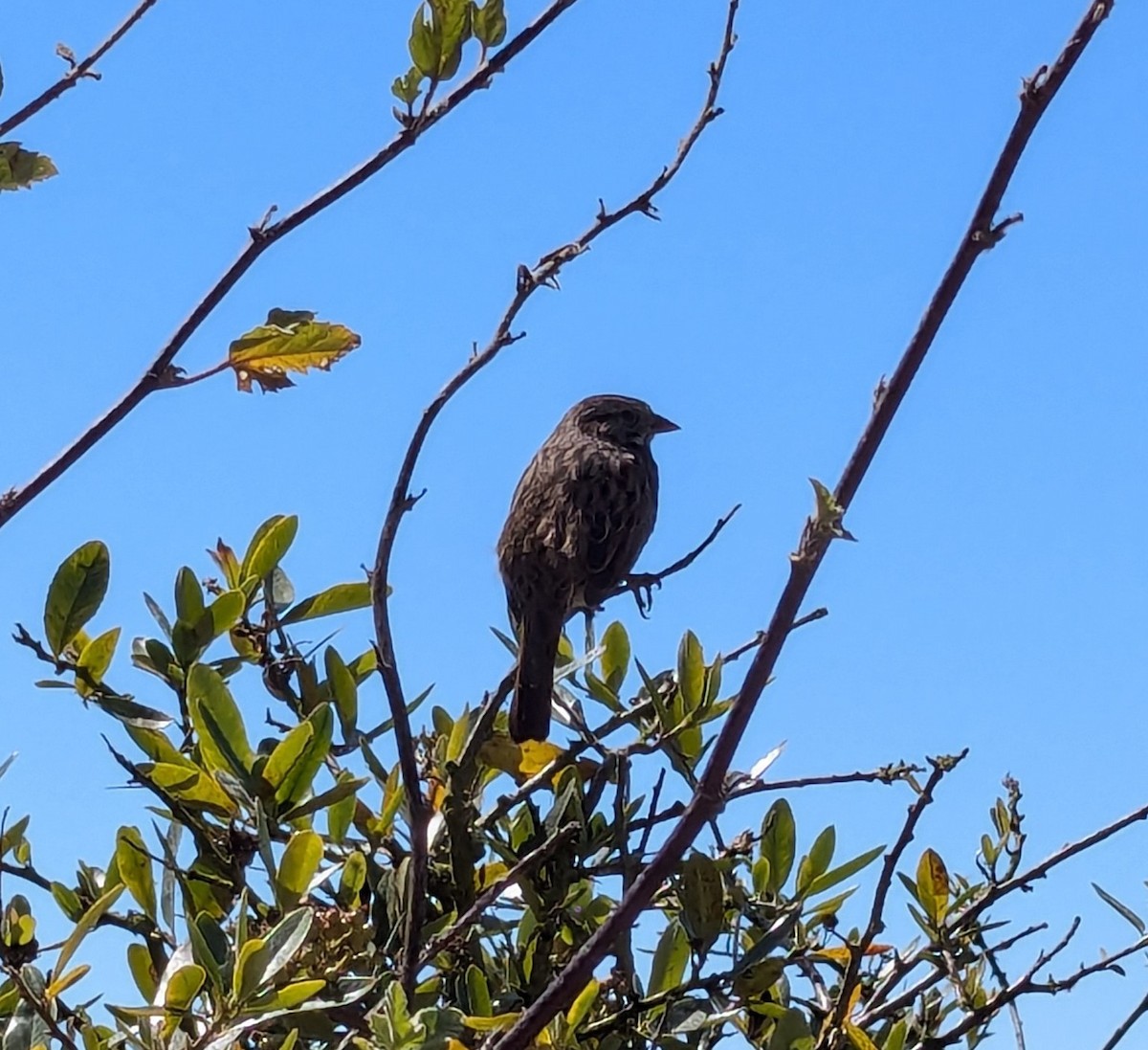 Song Sparrow - ML623508666