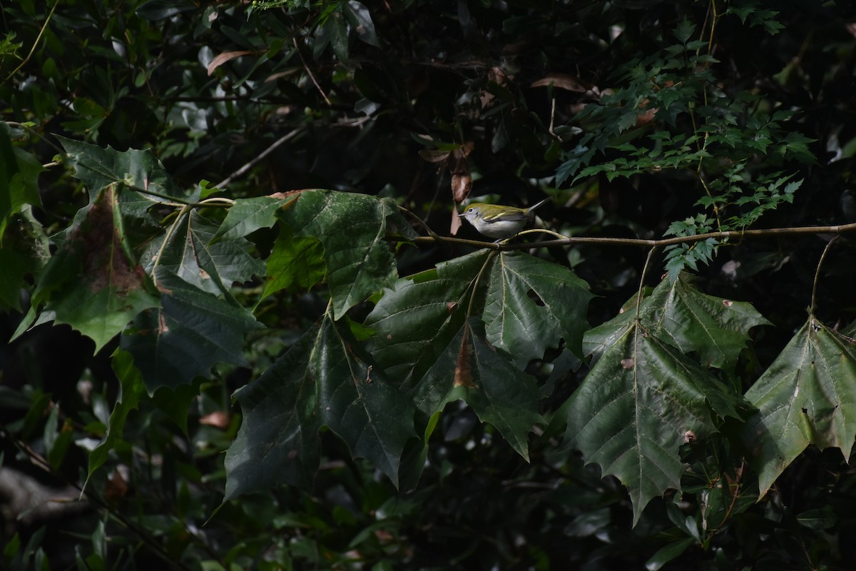 Chestnut-sided Warbler - Patrick Palines