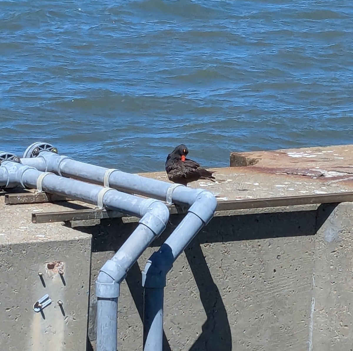 Black Oystercatcher - ML623508689