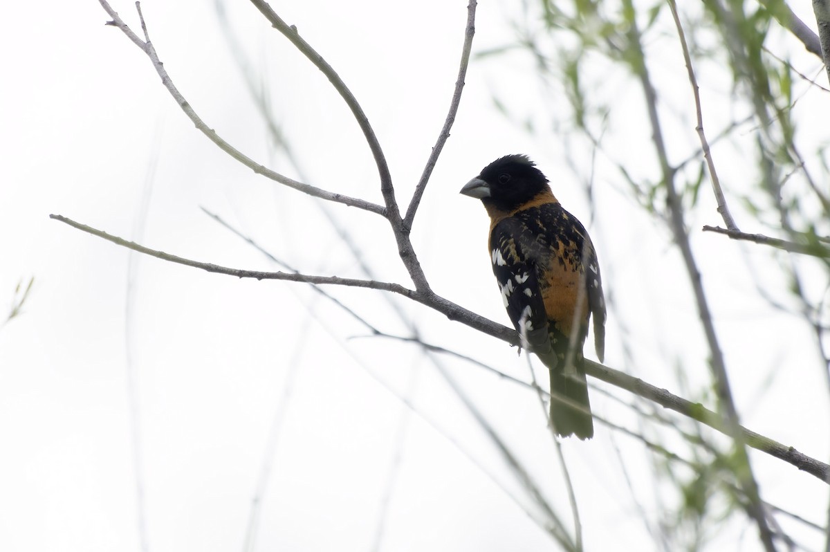 Black-headed Grosbeak - ML623508692