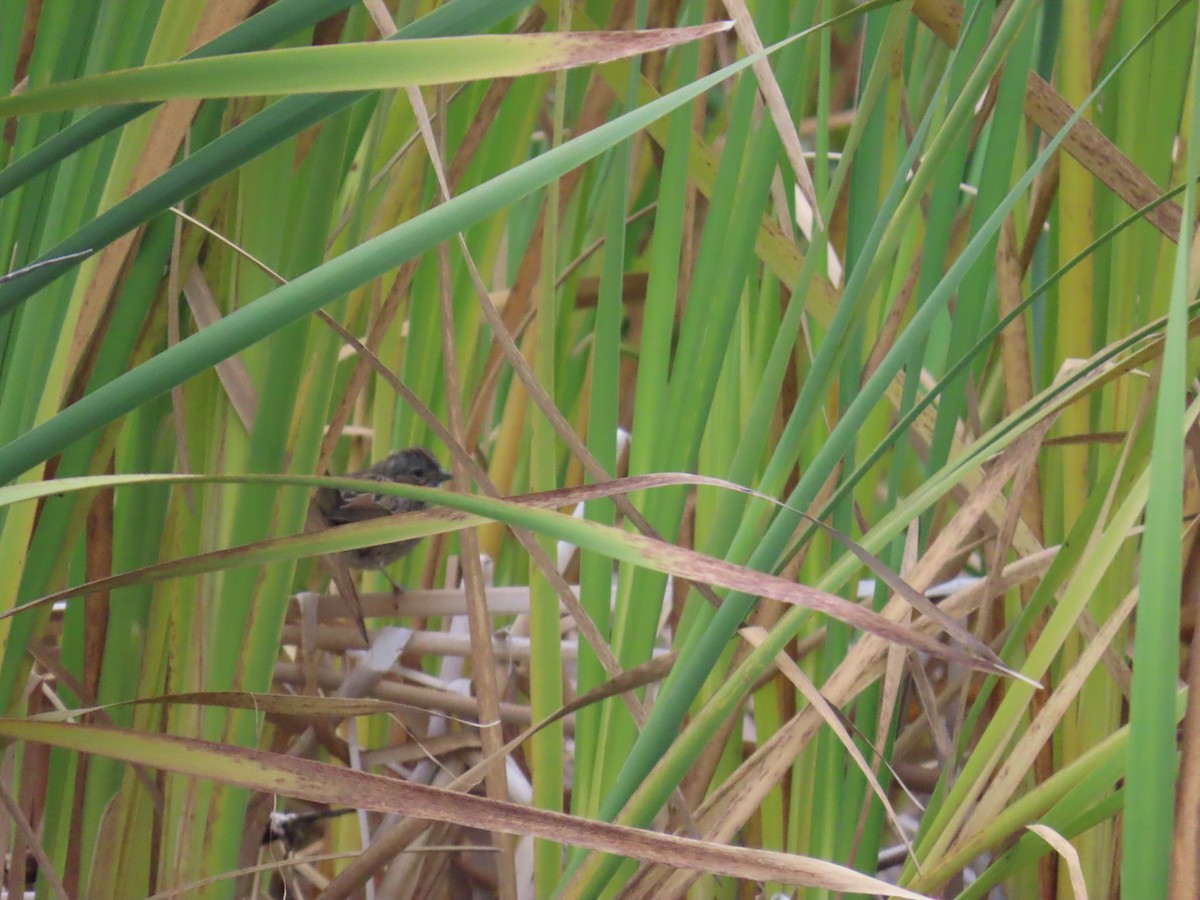 Lincoln's Sparrow - ML623508699