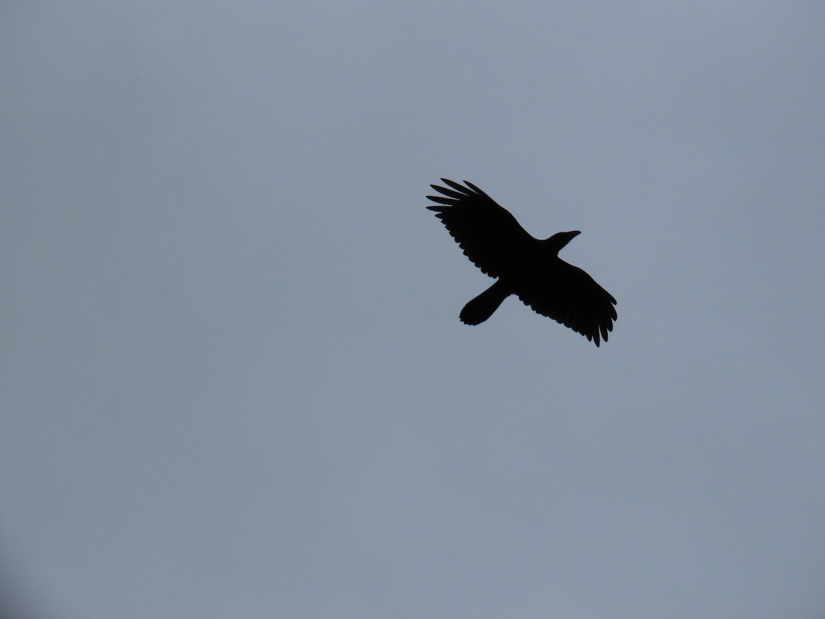 Common Raven - ML623508711