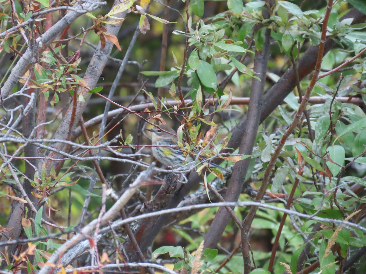 Yellow-rumped Warbler (Myrtle) - ML623508724