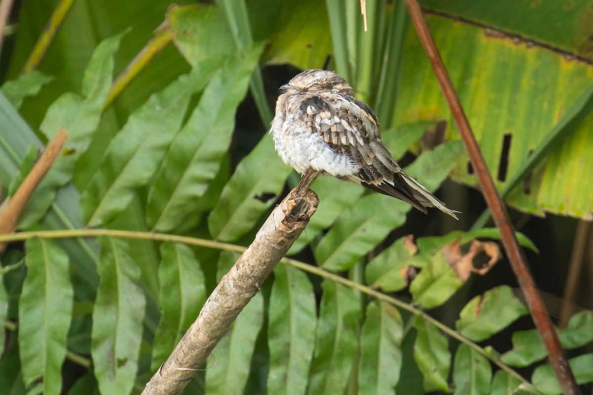 Ladder-tailed Nightjar - ML623508725