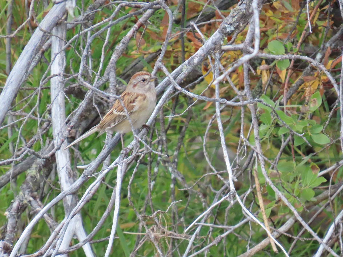 American Tree Sparrow - ML623508731