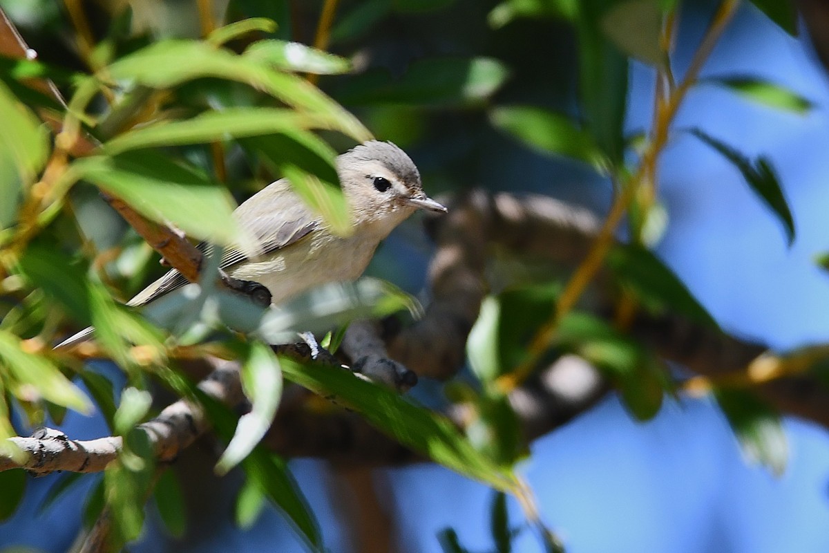 Warbling Vireo - ML623508743