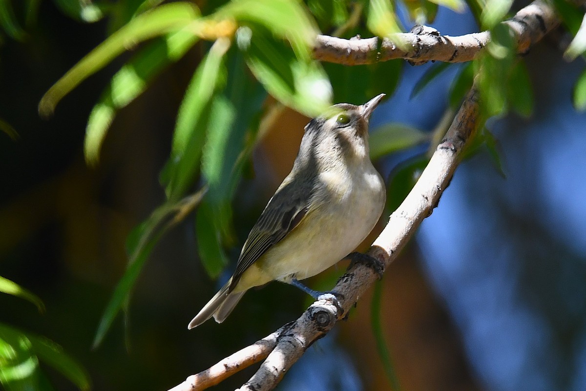 Warbling Vireo - ML623508746