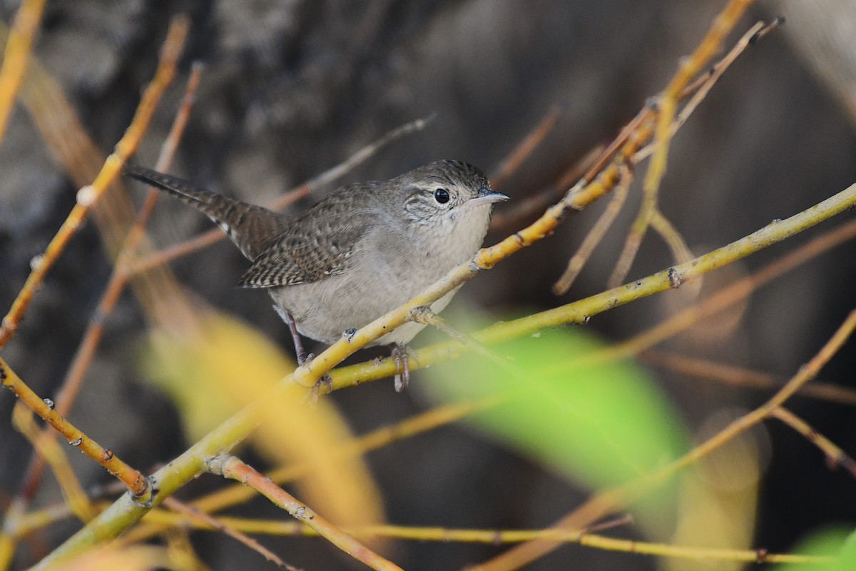 House Wren - ML623508759