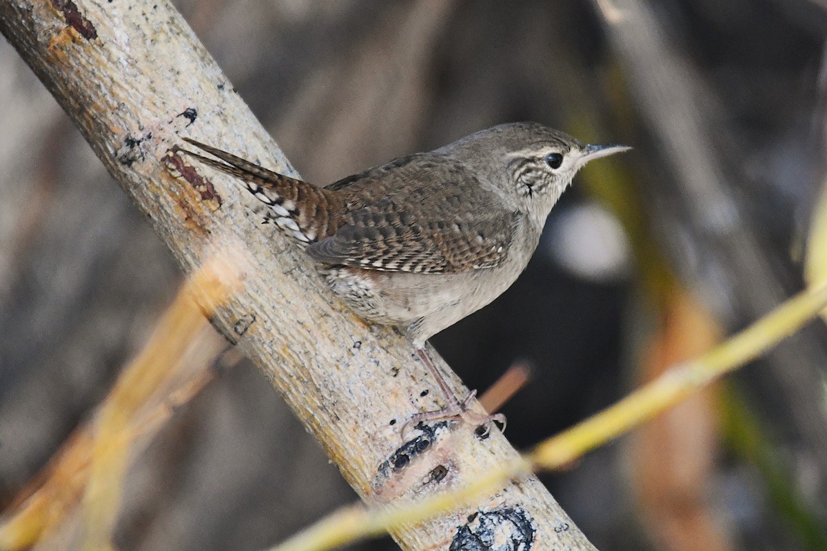 House Wren - ML623508763