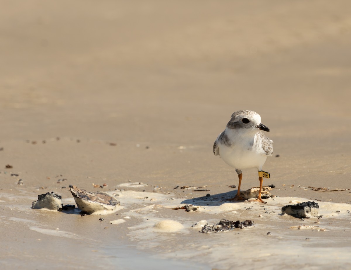 Piping Plover - ML623508777