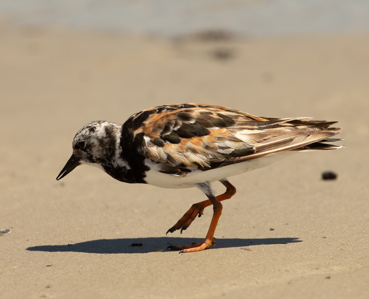 Ruddy Turnstone - ML623508796