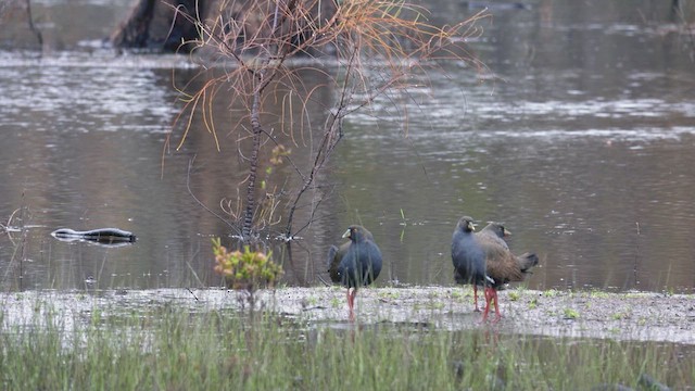 Black-tailed Nativehen - ML623508839