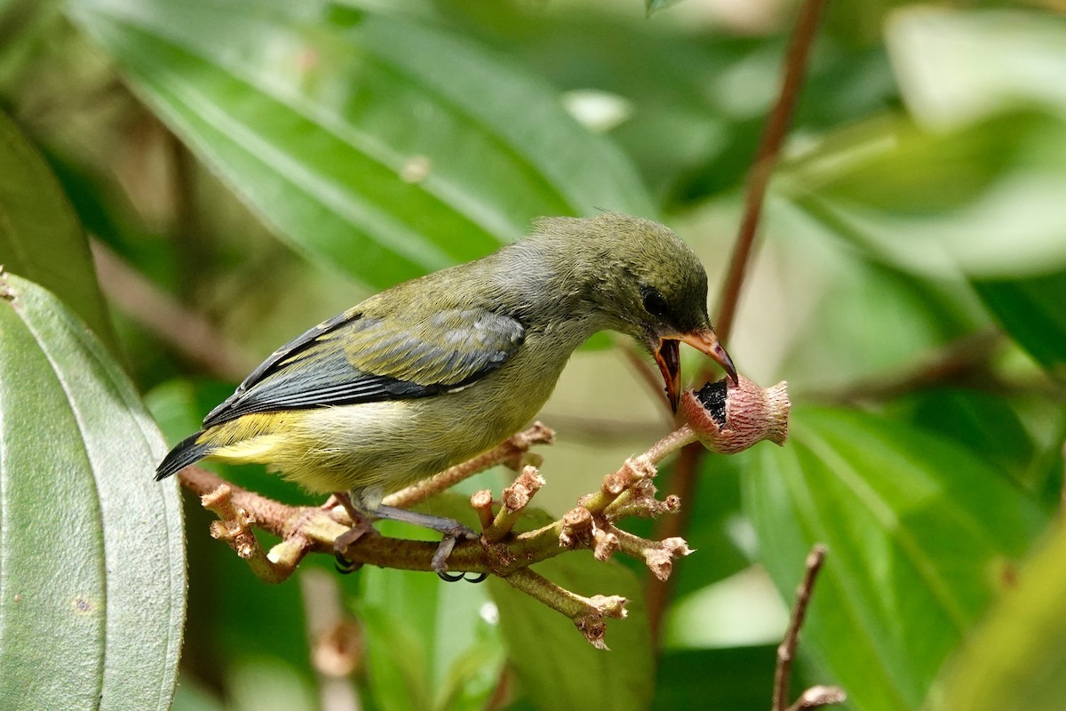 Orange-bellied Flowerpecker - ML623508866