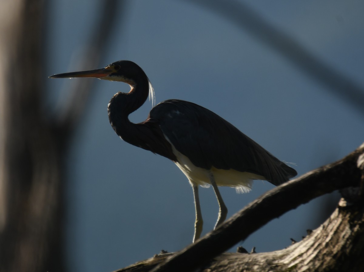 Tricolored Heron - ML623508888