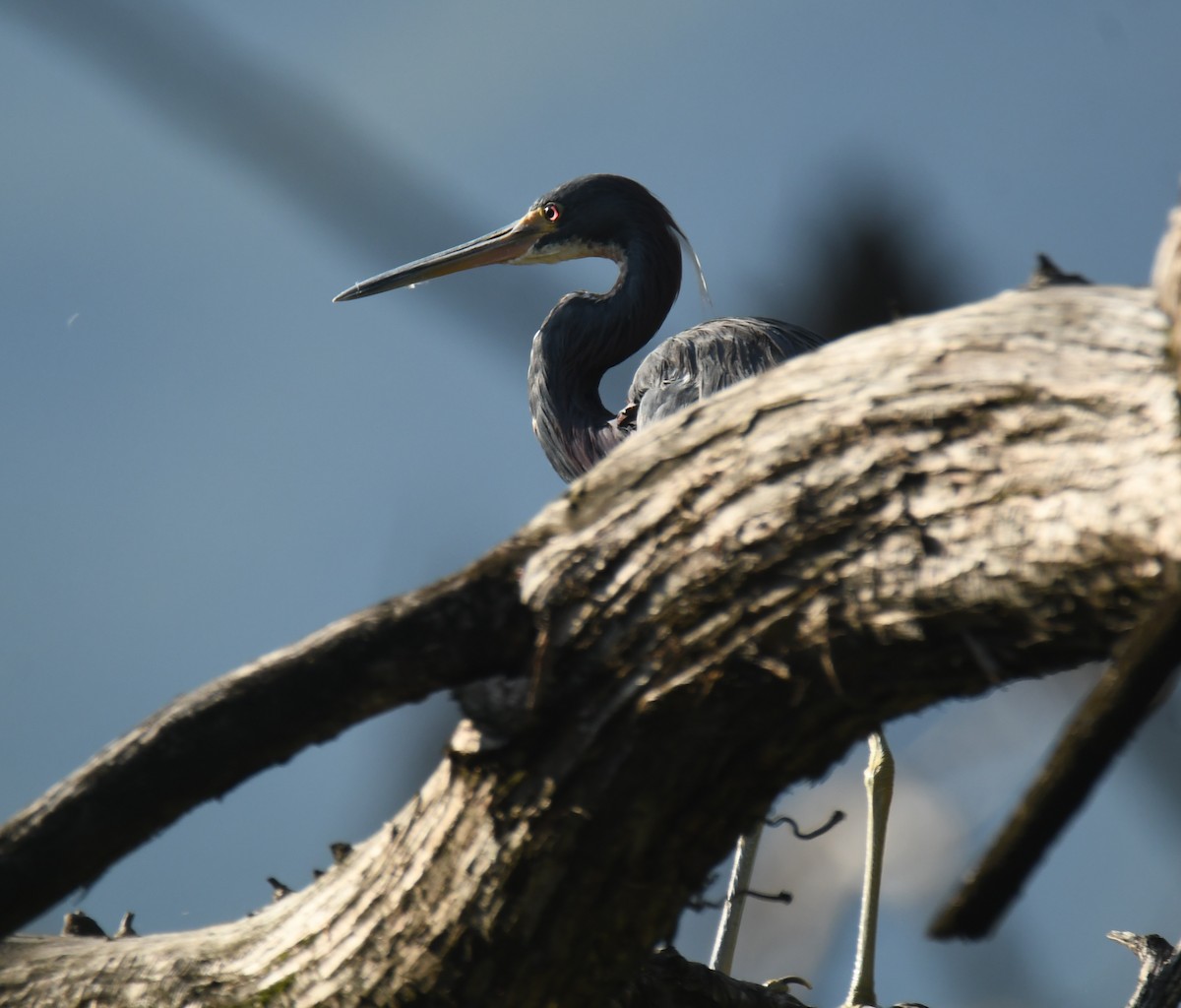 Tricolored Heron - ML623508889