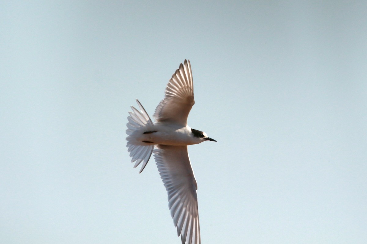 Arctic Tern - Jesse Pline, CWR
