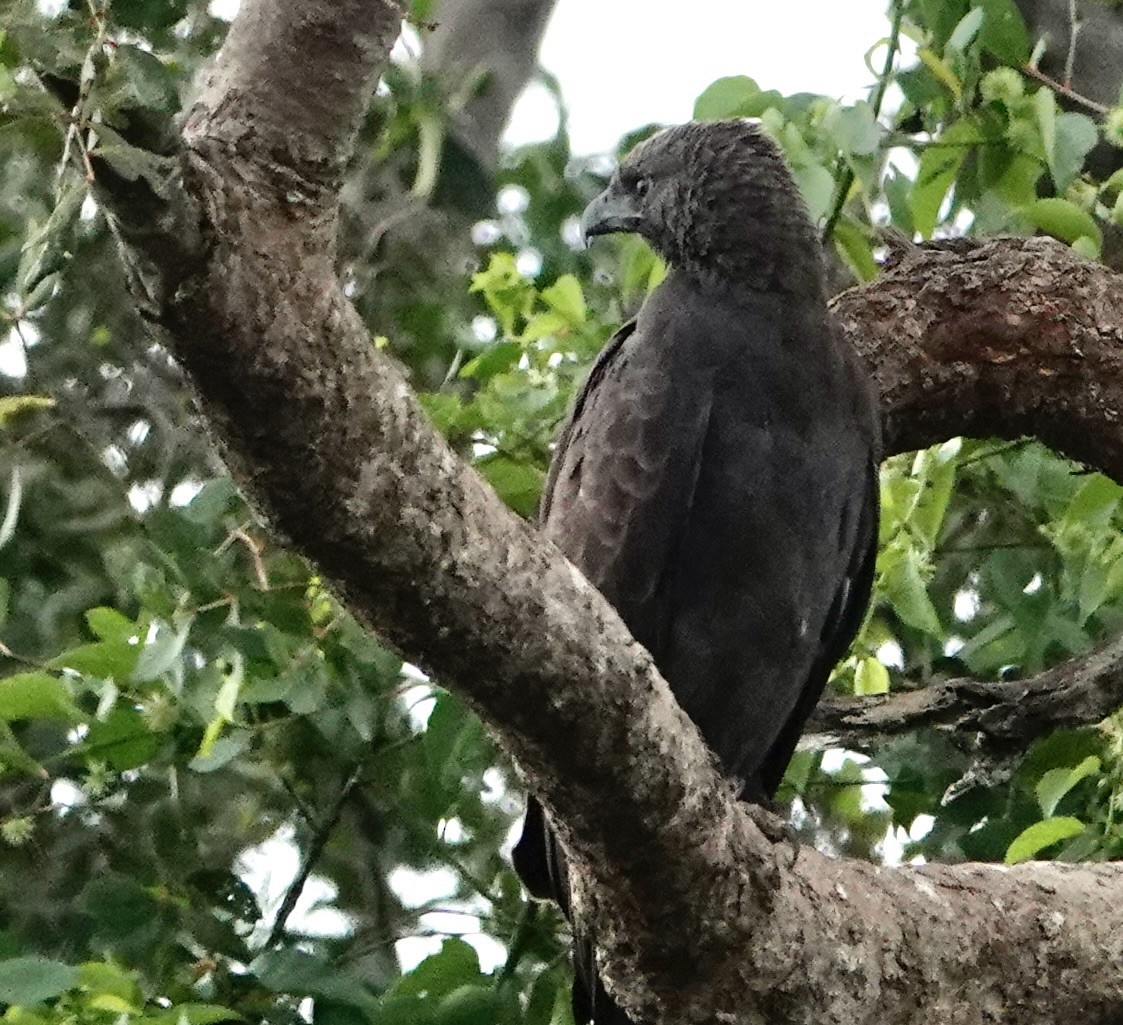 Changeable Hawk-Eagle - ML623508908