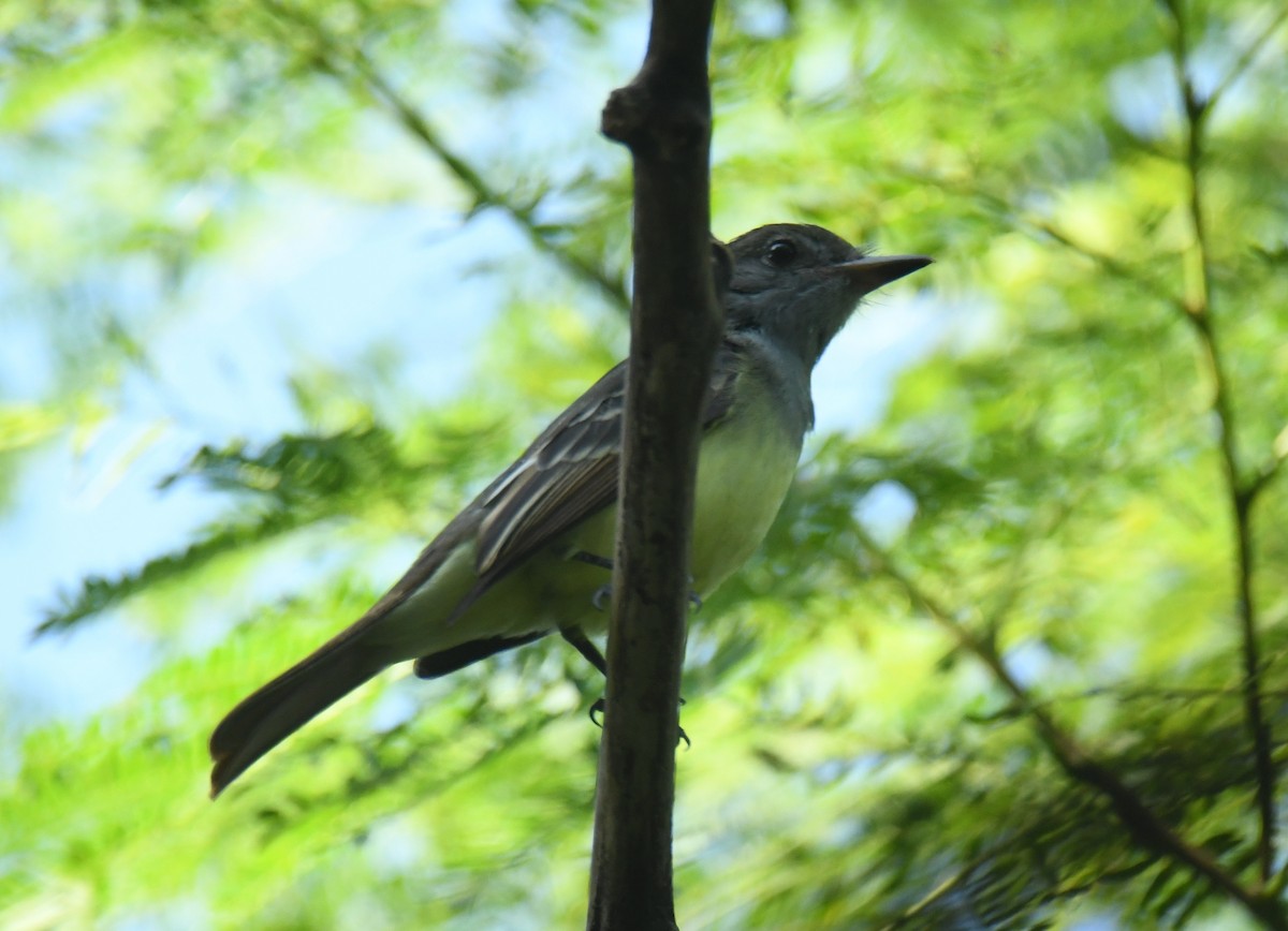 Great Crested Flycatcher - ML623508942