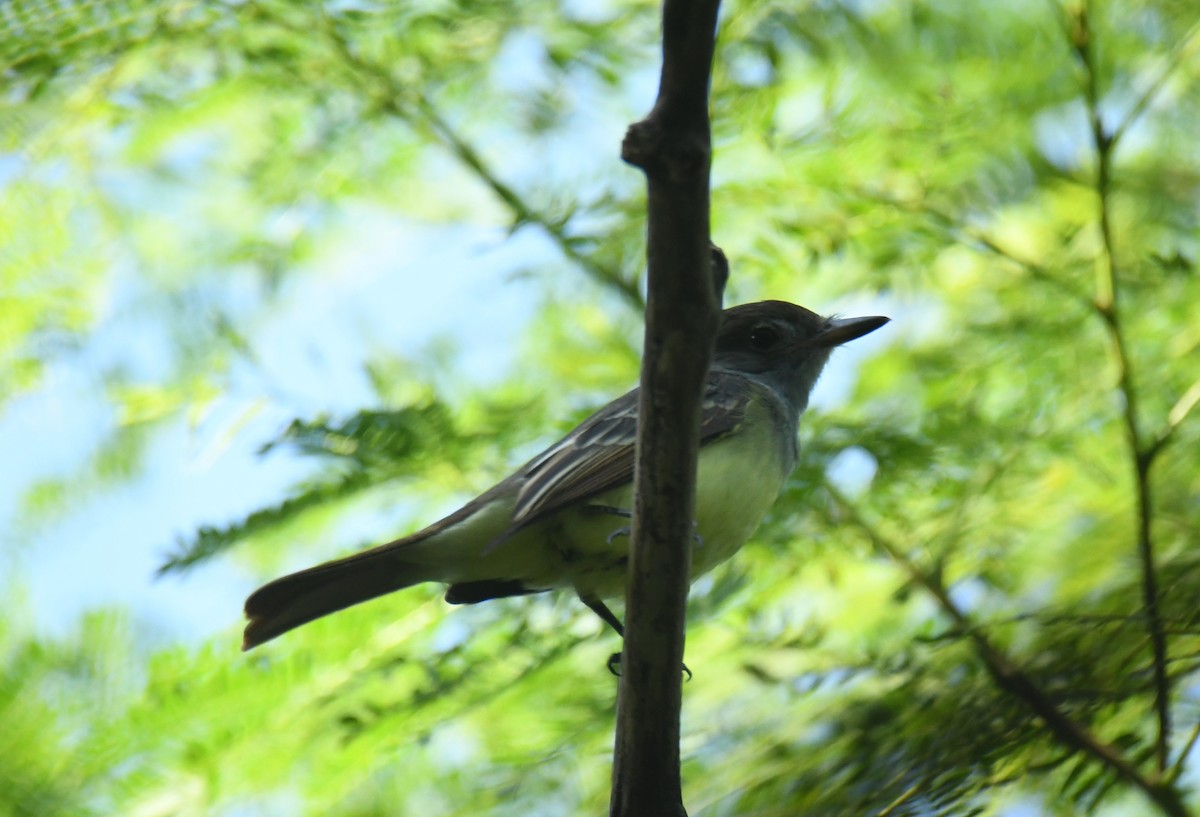 Great Crested Flycatcher - ML623508943