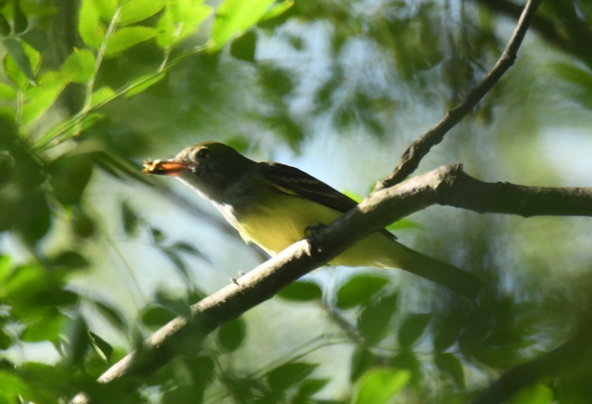 Great Crested Flycatcher - ML623508945