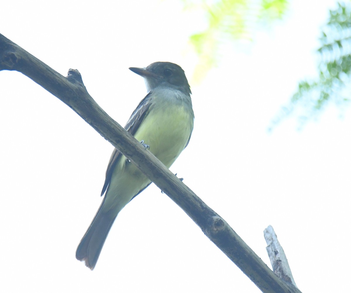 Great Crested Flycatcher - ML623508946