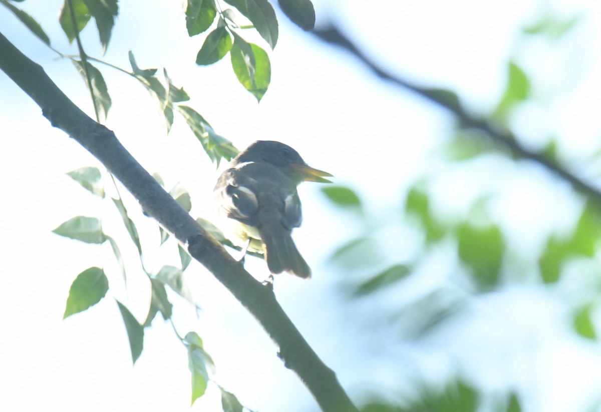 Great Crested Flycatcher - ML623508948