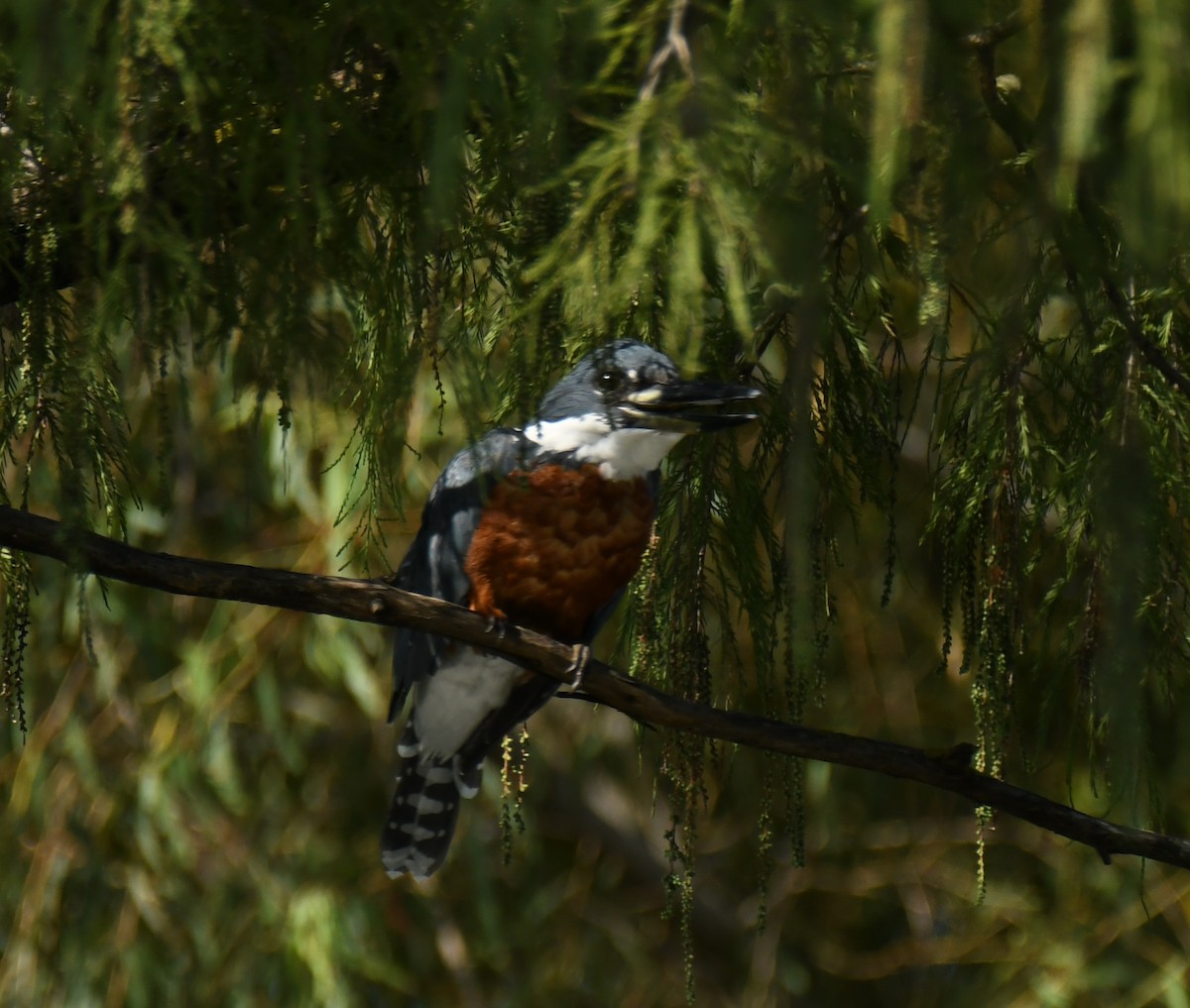 Ringed Kingfisher - ML623509009