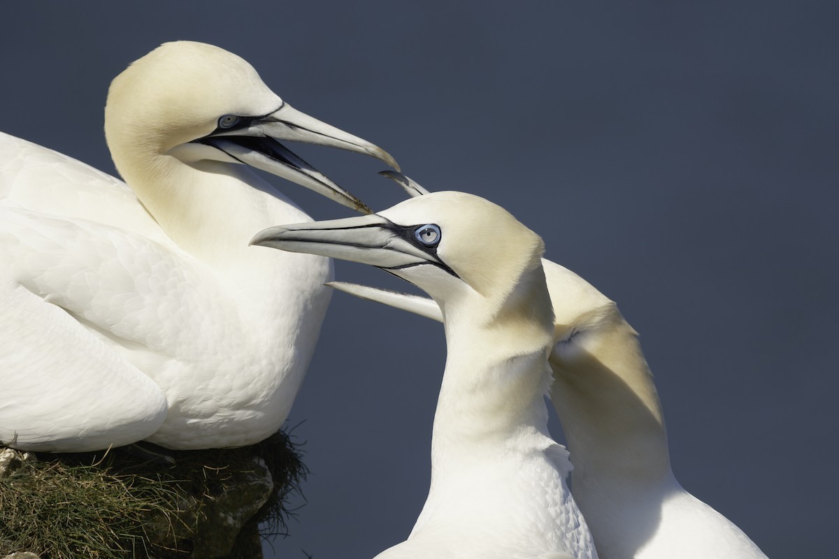 Northern Gannet - Marc Sole