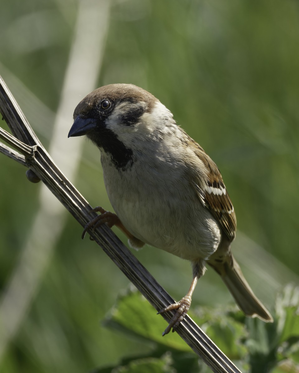 Eurasian Tree Sparrow - Marc Sole