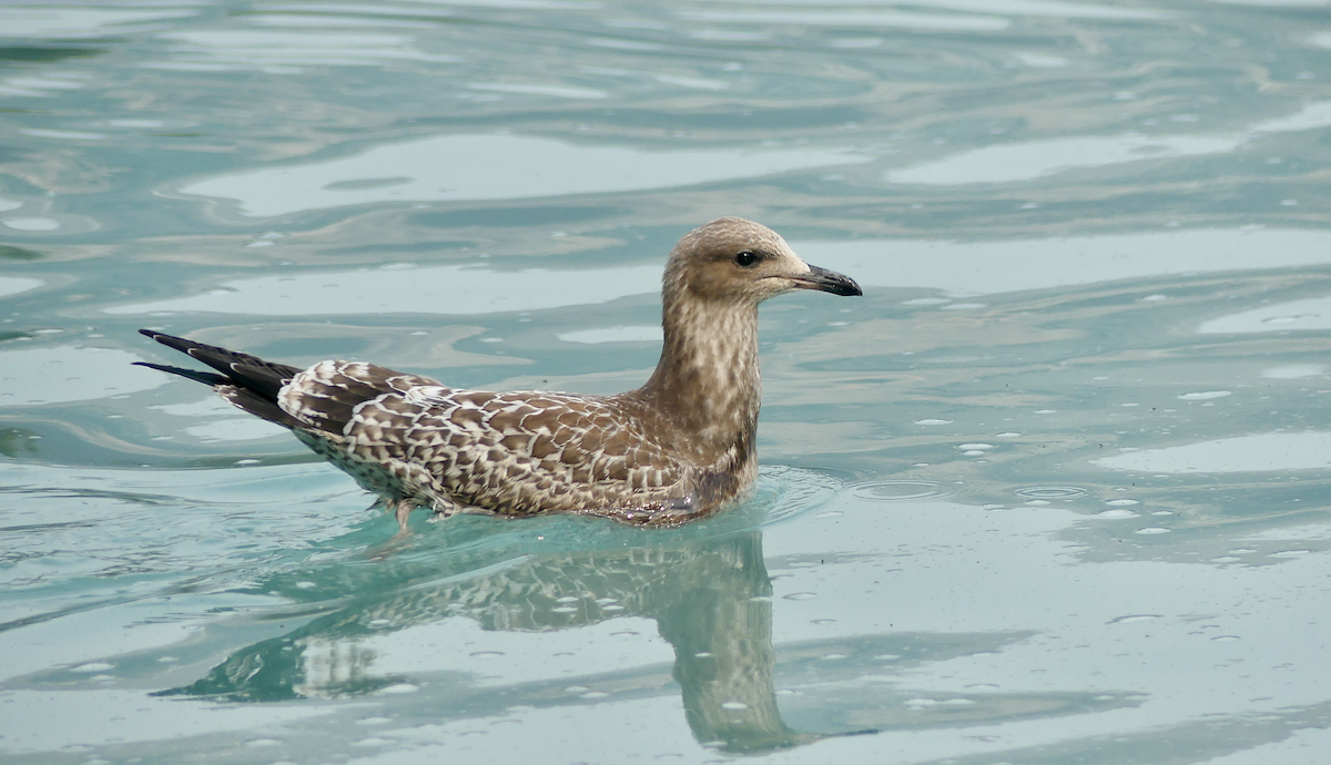 California Gull - ML623509109