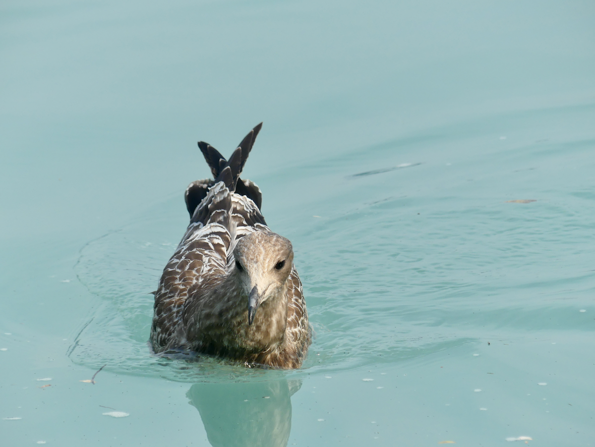 California Gull - ML623509120