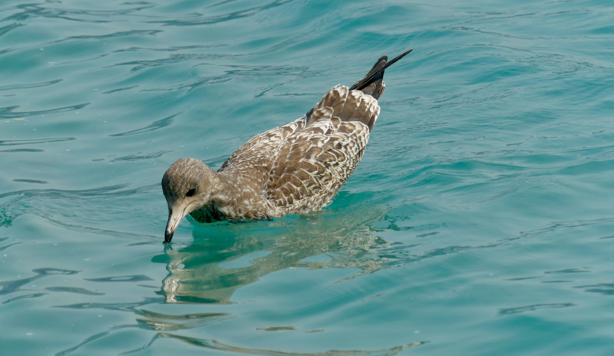 California Gull - ML623509125