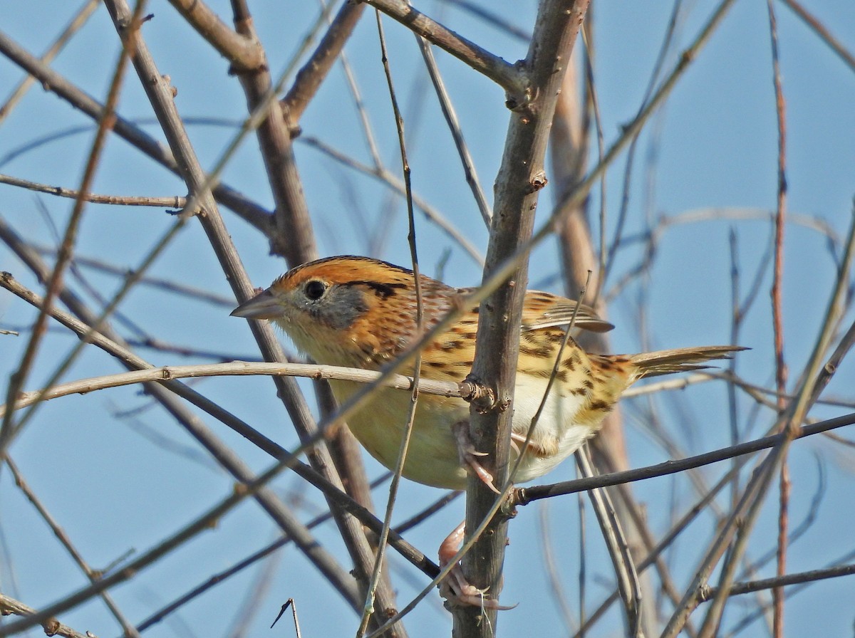 LeConte's Sparrow - ML623509134