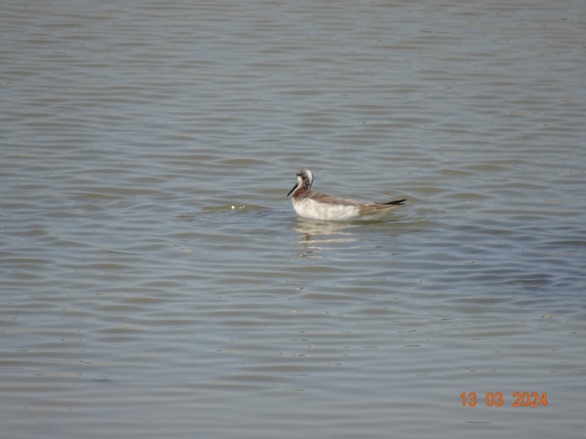 Wilson's Phalarope - Liliam Morante Torres