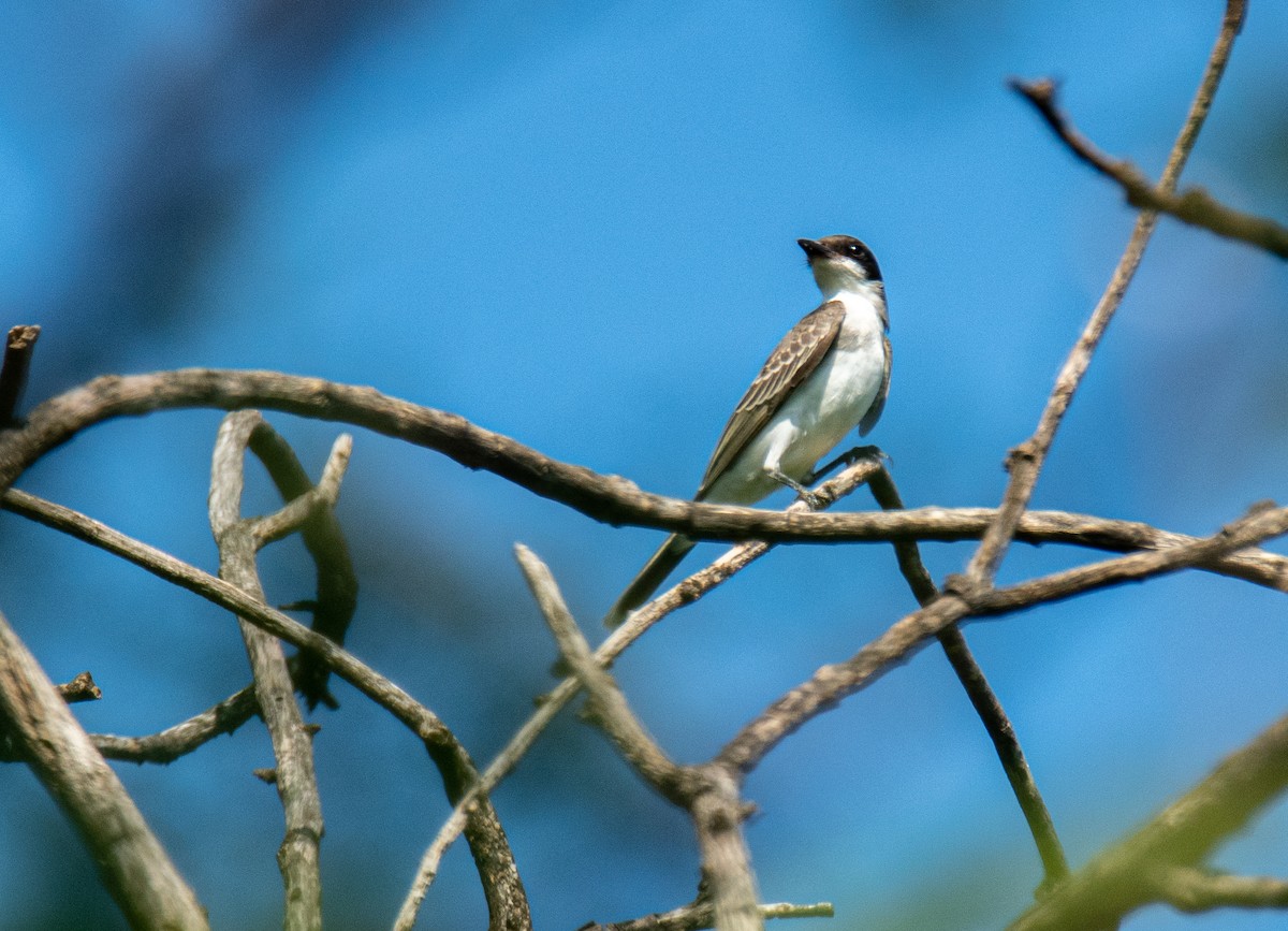 Eastern Kingbird - ML623509161