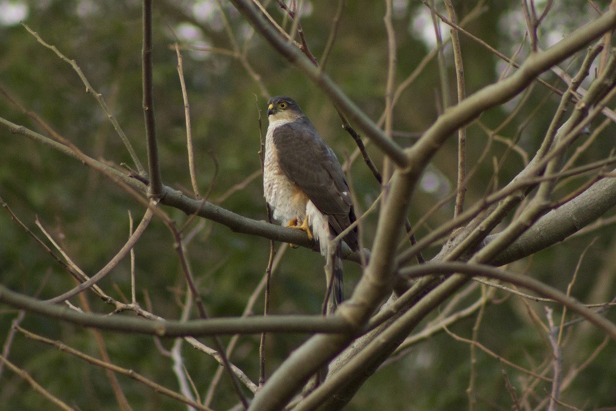 Sharp-shinned Hawk - Victor Antonelli