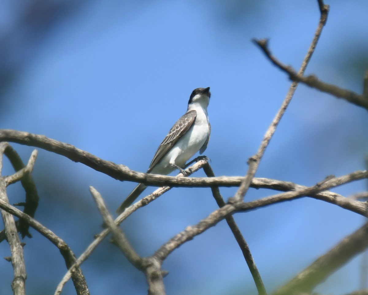 Eastern Kingbird - ML623509178