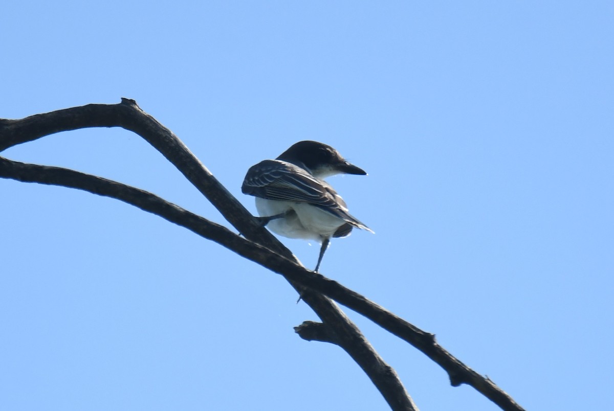 Eastern Kingbird - ML623509179