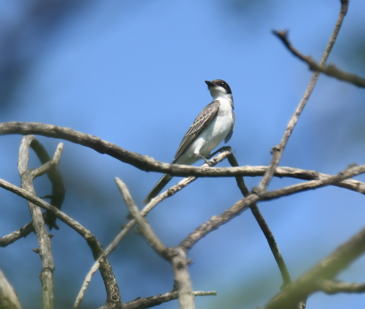 Eastern Kingbird - ML623509181